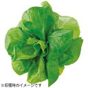 ユーイング 水耕栽培種子 サラダ菜 「GreenFarm」 UH-LA06