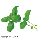ユーイング 水耕栽培種子 スイートバジル 「GreenFarm」 UH-HD03