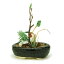 プラッツ 【完成品】1/12 ザ・盆栽 小判鉢寄せ植え(黒)【代金引換配送不可】