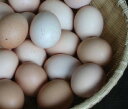 【庭鶏の玉子】1ケース(6ヶ入り)鶏卵