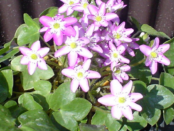 【　新種　】 雪割草　1株新潟県の花に指定！毎年雪解けの時期に雪を割って可憐な花が出てきます！