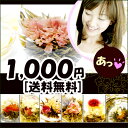 ≪送料無料≫お花のつぼみ、いろんな工芸茶7種セット♪カーネーションのつぼみが必ず入ります【工芸茶7種セット】お誕生日祝いやプチギフトにも。（ハリオ HARIO ガラスポット 花茶 通販 お試しセット メール便 ジャスミン 母の日）【RCPmara1207】