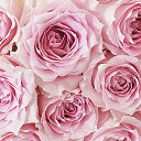 【送料無料】花束・ブーケ シルバーラメ仕様(ダイヤモンド)ピンクバラ12本薔薇 国産 お祝い お花 生花 フラワーギフト 贈答 プレゼント 贈り物 全国配送 メッセージカード無料 送料無料 楽ギフ あす楽