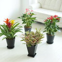 産直!カラフル観葉植物 6号鉢 おまかせ4個セット 鉢皿付 !※全国送料無料! 【楽ギフ_メッセ入力】