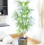 産直!観葉植物 シュロチク 10号 ※バスケット鉢カバー付【送料無料】【楽ギフ_メッセ入力】