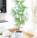 産直!観葉植物 シュロチク 10号 ※白鉢カバー付【送料無料】【楽ギフ_メッセ入力】