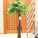 当日配送 植物!観葉植物 パキラ 10号※バスケット鉢カバー付 【送料無料】【楽ギフ_包装】【楽ギフ_メッセ入力】【あす楽】