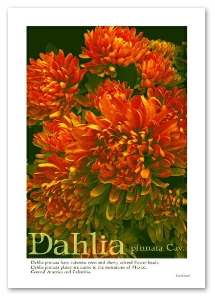 A2サイズ ポスター 【Dahlia】インテリア/アート/植物,花ナポレオン妃のジョセフィーヌが、こよなく愛した花として有名です。