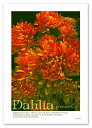 A2サイズ ポスター 【Dahlia】インテリア/アート/植物,花