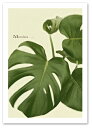 A3サイズ ポスター 【Monstera モンステラ】インテリア/アート/植物,花/写真人気のモンステラ!