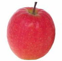 【朝市場の新鮮野菜】リンゴ 1個【冷蔵】