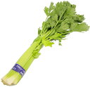 【送料無料】【朝市場の新鮮野菜】セロリ（大株 約1.3kg）x2個セット【冷蔵】