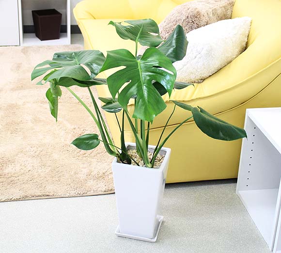 ⤵ 6070cm⤢¸ߴХåդϤ襤ϡȷڥƥȤʷϵۥ󥹥ƥ 7 ۥ磻ȥƫ