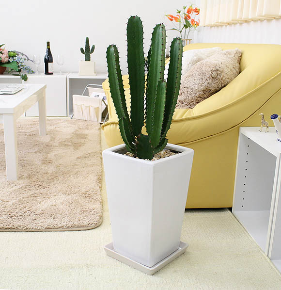 ǰƤ䤹ȴΥƥꥢ̵۹ˬ̵ǹߡˡ8888 աʥܥƥ ڥۥ磻ƫȭ