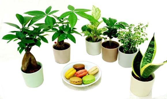 ★ミニ観葉植物　3鉢セット（陶器鉢・水位計付）「ハイドロカルチャー」