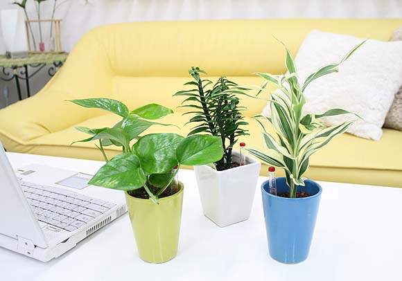 ミニ観葉植物（クルーレネオ）　3鉢セット【種類も色もよりどり選べる福袋Eセット】「ハイドロカルチャー」