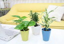 ミニ観葉植物（クルーレネオ）　3鉢セット【種類も色もよりどり選べる福袋Eセット】「ハイドロカルチャー」