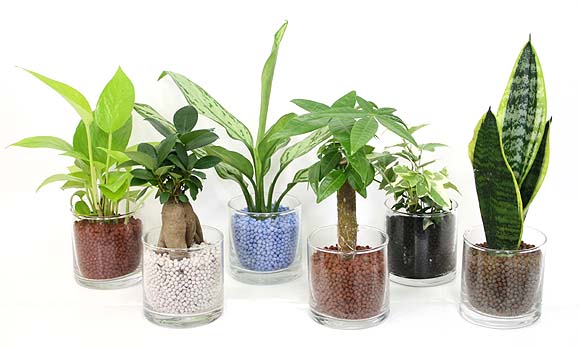 ネオコール植えミニ観葉植物（ガラス容器）3鉢セット【種類も色もよりどり選べる福袋Aセット】　「ハイドロカルチャー」