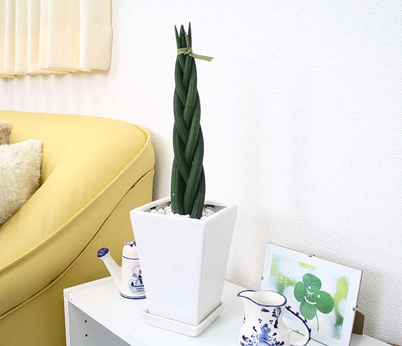 襤뤯áԤߤߥסڤܥԤߤߥפΥ󥹥٥ꥢ å5 ۥ磻ƫȭ