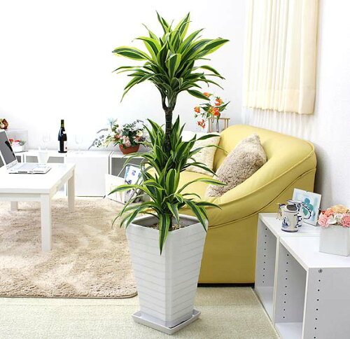 https://thumbnail.image.rakuten.co.jp/@0_mall/bloom-s/cabinet/setti/g8-deremen1.jpg?_ex=500x500
