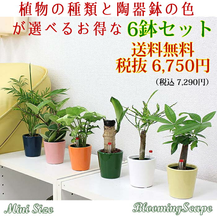 【送料無料】ハイドロカルチャー ミニ観葉植物 品種と陶器鉢の色を選べる 6鉢セット...:bloom-s:10001835