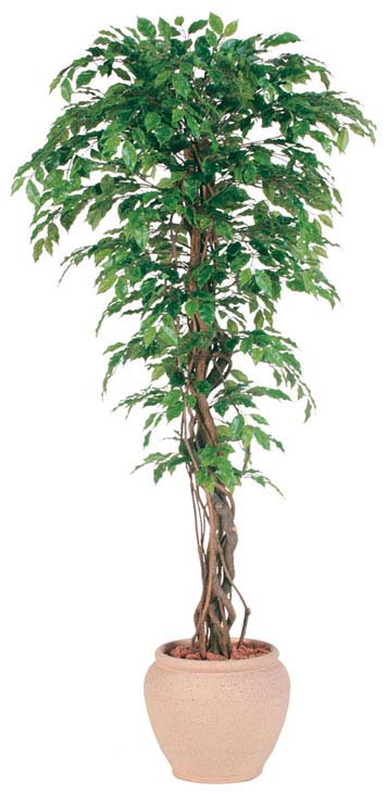 ͹٥󥸥ߥ ץåꥢ 1.5m⳰TO)