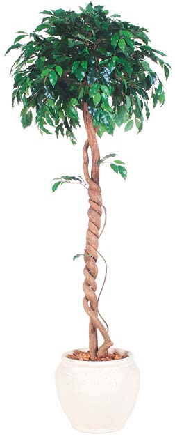 ͹ե٥󥸥ߥʥ󥰥 1.5m⳰TO)