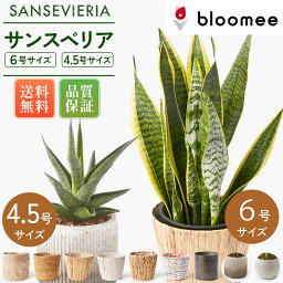 ブルーミー / <strong>bloomee</strong>【メーカー希望小売価格 4,820円→4,380円】 サンセベリア サンスベリア 6号4.5号 選べる鉢 観葉植物 幸運の木 風水 インテリア オシャレ 開店祝い 結婚式 新築祝い 就職祝い 開業祝い 記念日 引越し祝い 移転祝い おしゃれ 花 ギフト プレゼント