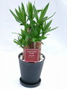 ユッカ・エレファンティペス　2鉢セット （ブラック・ホワイトの6号（6寸鉢）2色セット）　青年の木と呼ばれるワイルドで力強い雰囲気が魅力の観葉植物