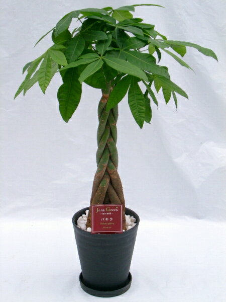 パキラ 観葉植物 2鉢セット （ブラック・ホワイトの7号（7寸鉢）2色セット）　ずんぐり幹に、手を広げたような葉が魅力の観葉植物　トロピカル感満点の育て易いインテリアグリーンです。