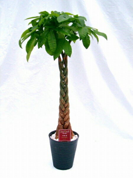 パキラ 10号（1尺鉢）観葉植物 ずんぐり幹に、手を広げたような葉が魅力の観葉植物　トロピカル感満点の育て易いインテリアグリーンです。
