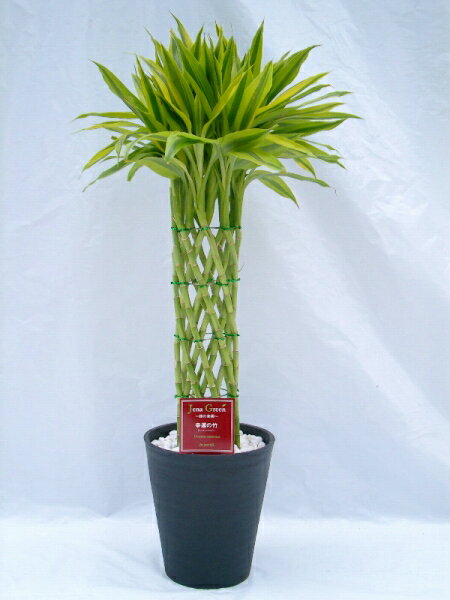 ラッキーバンブー　8号（8寸鉢）　「ミリオンバンブー」などと呼ばれる縁起のいい観葉植物　ギ…...:bloomgrace:10000967