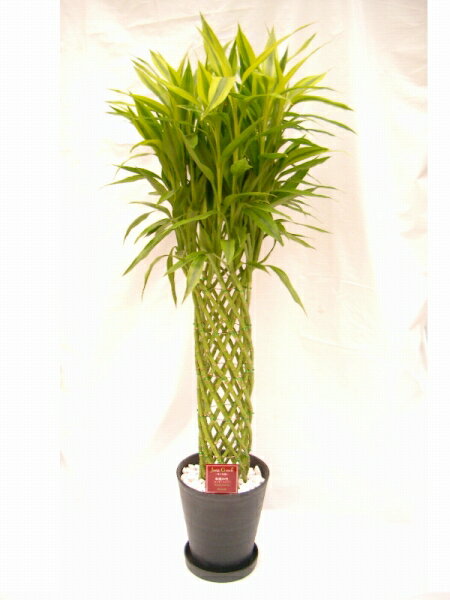 ラッキーバンブー　10号（1尺鉢）　「ミリオンバンブー」などと呼ばれる縁起のいい観葉植物　ギフトにオススメのインテリアグリーンです。