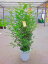 シマトネリコ 8号鉢（鉢カバー・受け皿付き）とても涼しげでサラサラと風に揺れる姿が癒される人気の観葉植物です。8号サイズですので複数本の株立ちで葉のボリュームがあります。【smtb-s】【05P01Mar15】