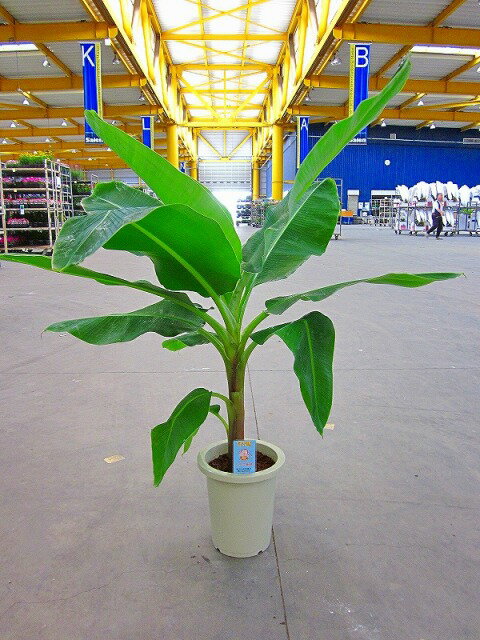 バナナの木（三尺バナナ・サンジャクバナナ）8号【レビューを書いて1,000円割引】葉が大きく蒸散作用があるため、温度・湿度を下げる働きがあります。育てやすく耐陰性もありますのでお部屋のインテリアにも合います。バナナツリー