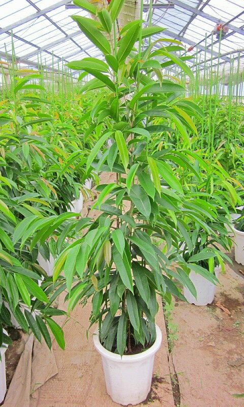 ショウナンゴム（10号鉢）（鉢カバー・皿付き）細葉タイプのゴムの木です。樹形が美しくインテリア雑誌にも登場する話題の観葉植物です。