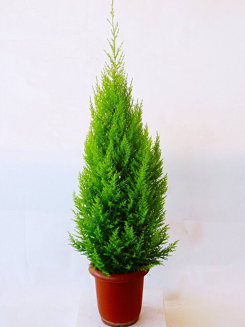 ゴールドクレスト・ウィルマ（8号）もみの木の代わりとして、クリスマスシーズンに大人気の観葉植物です。...:bloomgrace:10001802