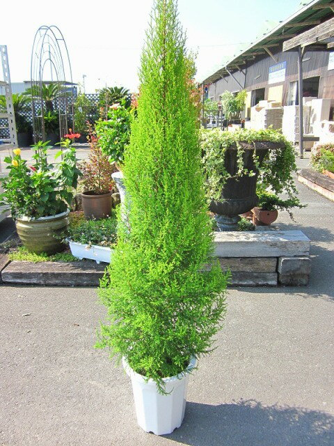 観葉植物 ゴールドクレストの検索結果:ネット通販【ひもづけ.com】 観葉植物 ゴールドクレストの検索結果:ネット通販【ひもづけ.com】