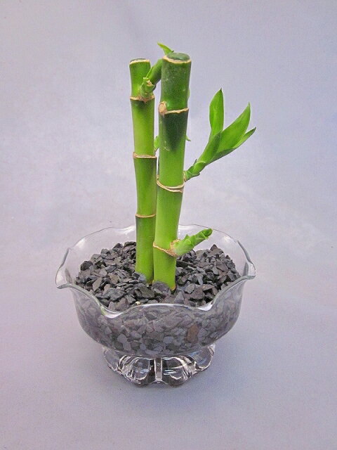 ハイドロカルチャー観葉植物 バンブー デザートグラス（炭） 素敵なデザインでインテリアにオ…...:bloomgrace:10001820