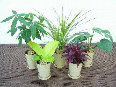 【産地直送】ロングポットアソート（ミニ観葉植物セット）1ケース（お得な20鉢入り）　とってもかわいいミニサイズの観葉植物です。5品種を組み合わせた植物が20鉢入っているので、いろいろな場所に飾れます。お友達へのプレゼントにも最適です。