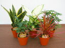 【産地直送】ポットミックス（ミニ観葉植物セット）1ケース（お得な12鉢入り）　とってもかわいいミニサイズの観葉植物です。4品種を組み合わせた植物が12鉢入っているので、いろいろな場所に飾れます。お友達へのプレゼントにも最適です。