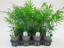 テーブルヤシ(ミニ観葉植物セット)1ケース(お得な