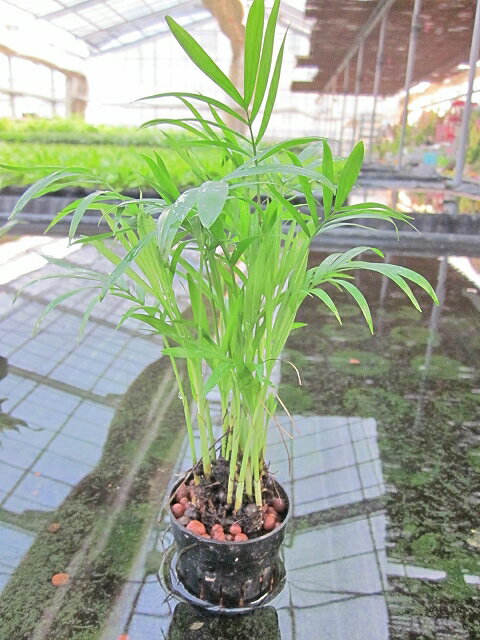 水耕栽培 苗 テーブルヤシ（ミドル） 水耕栽培 ハイドロカルチャー 室内園芸 苗木 苗 観…...:bloomgrace:10002438