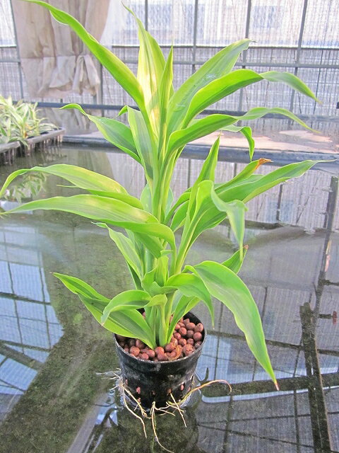 k͔| c TfA[iiOj k͔| nChJ`[ | c c ϗtA CeA ~j