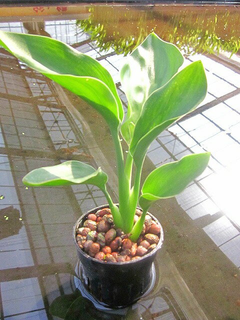 k͔| c I[KX^ nChJ`[ | c c ϗtA CeA ~j