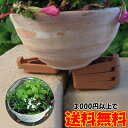 ポットアップ12P 鉢 プランター 植木鉢 底上げ 根腐れ対策 ガーデニンググッズ お手入れ 水はけ 雑貨