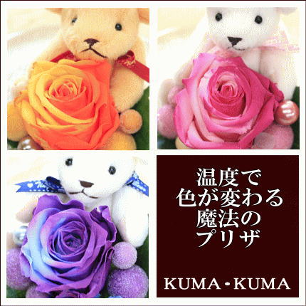 温度で色が変わるッ★魔法のバラ プリザーブドフラワー （KUMA・KUMA）ドーム 誕生日 記念日 結婚祝い 花 母の日 早割 カーネーション ホワイトデー05P02Mar14花 ギフト 誕生日 プレゼント 電報 結婚式 結婚祝い 即日発送 結婚記念日 退職祝い 出産祝い送料無料 花（北海道・沖縄は離島送料￥840かかります）