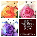 温度で色が変わるッ★魔法のバラ・プリザーブドフラワー（KUMA・KUMA）ドームspr05P05Apr13プレゼント ギフト 花