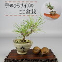 盆栽 松 黒松 ミニ盆栽 樹高 約10cm くろまつ Pinus thunbergii クロマツ マツ科 常緑針葉樹 観賞用 小品 現品