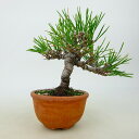 盆栽 松 黒松 樹高 約9〜11cm くろまつ Pinus thunbergii クロマツ マツ科 常緑針葉樹 観賞用 小品 数量物 セレクト